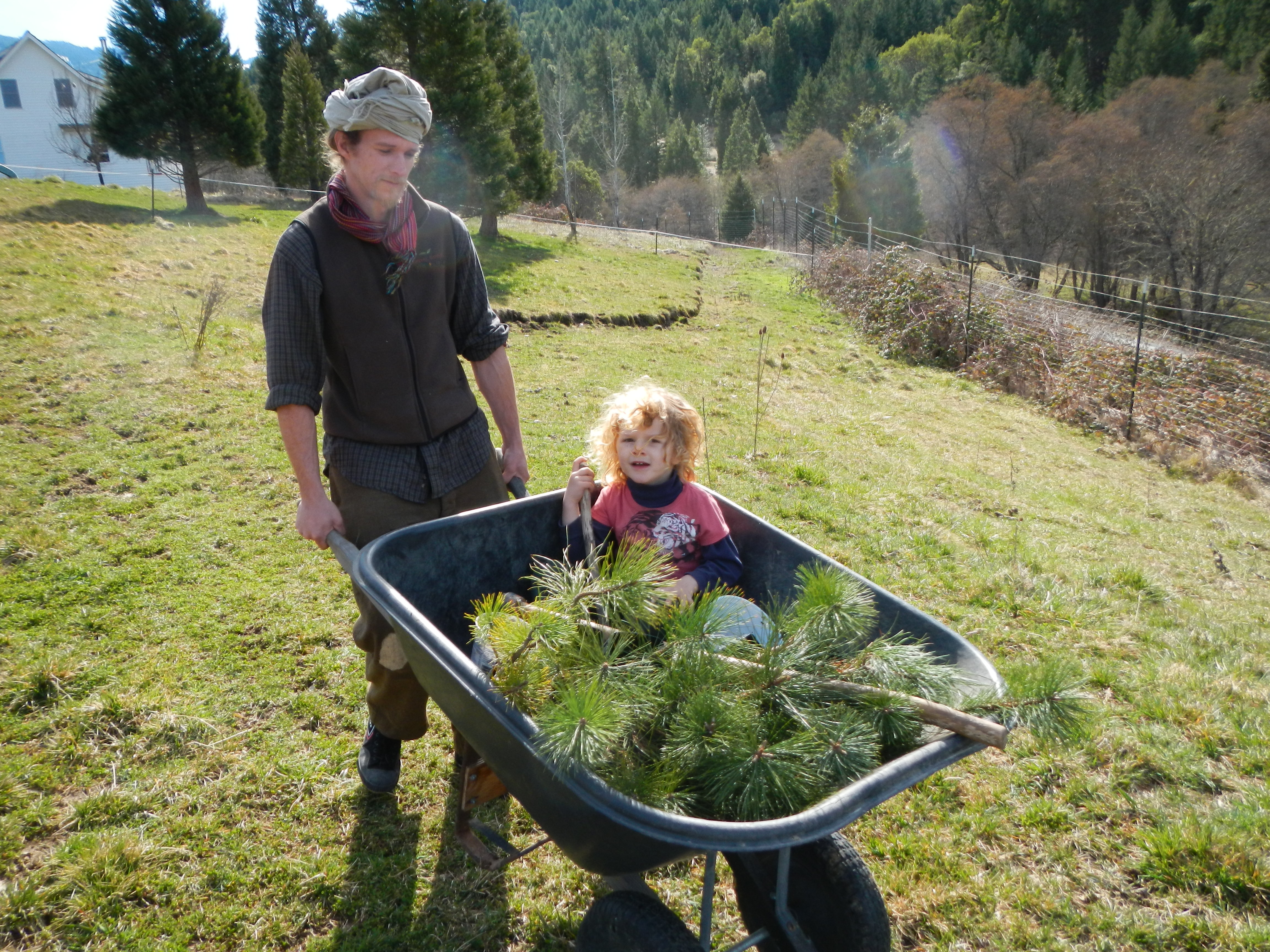 Caleb and his son Atreya are planting a Privacy hedge of native pine trees along the road that leads to Full Bloom.