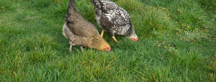 Pasture hens at Full Bloom