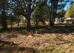An Oak woodlawn treated by Winter Camp