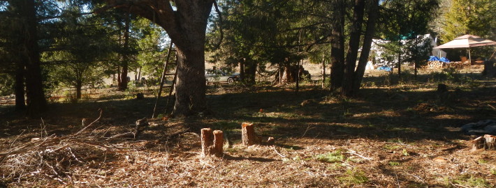 An Oak woodlawn treated by Winter Camp