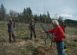 Orchard Pruning