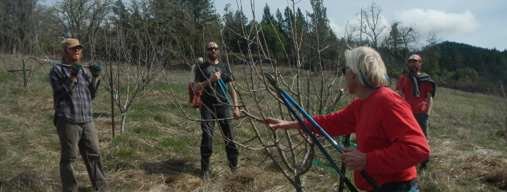 Orchard Pruning