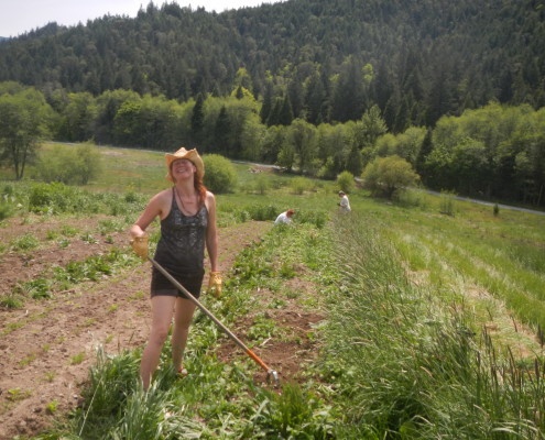 My dear friend and land mate Rosie helping me hoe the potato bed.