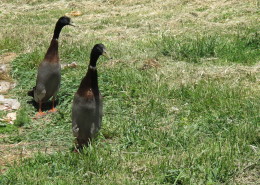 Resident ducks at Full Bloom